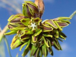 Periglossum angustifolium, the round head inflorescence